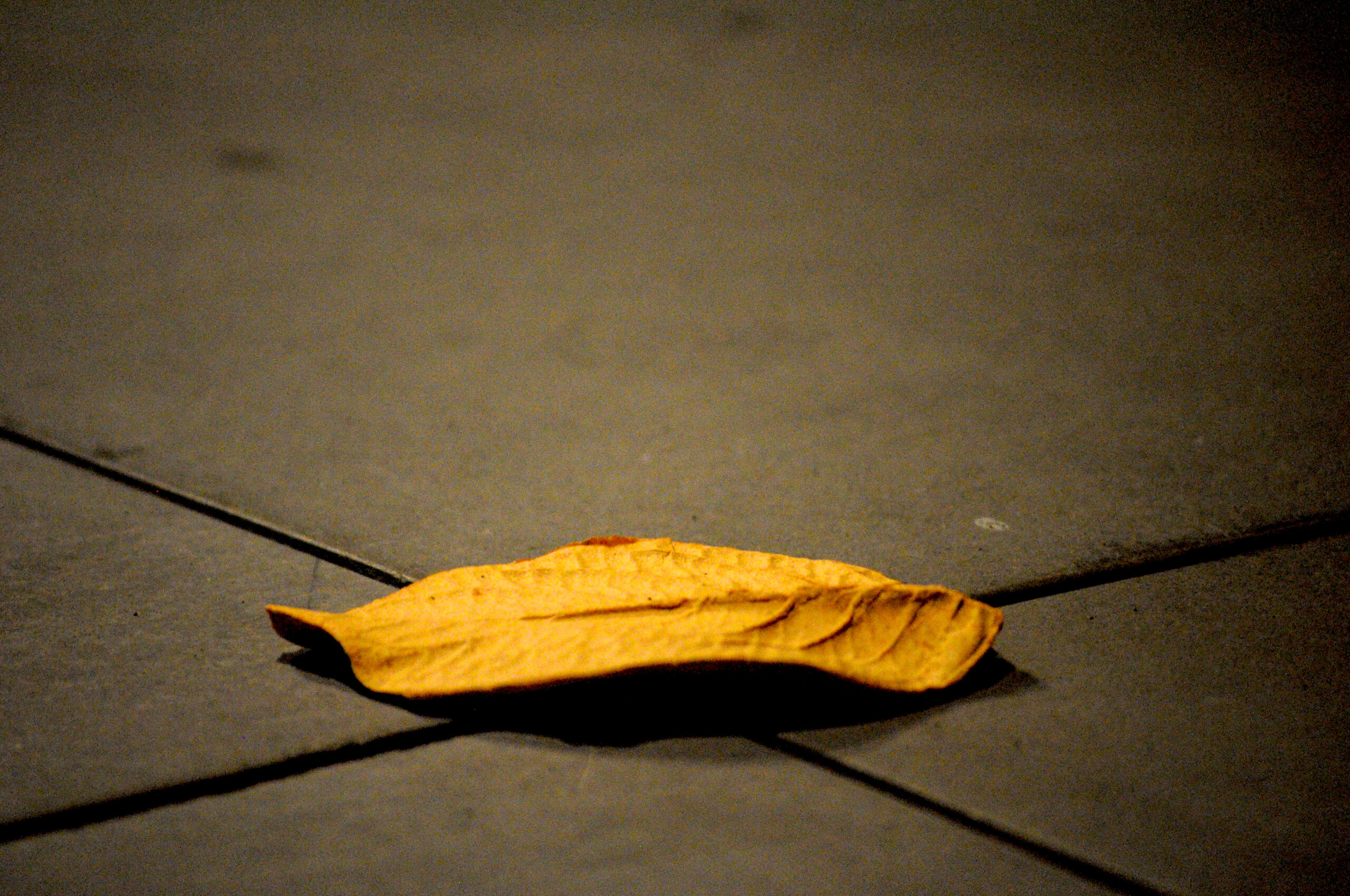 Fallen Cycle